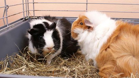 Reproduktion Gnavere Marsvin