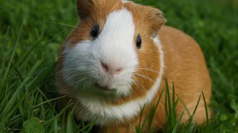 C-vitamin mangel Gnavere Marsvin