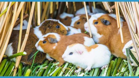 Endetarmsfremfald Gnavere Marsvin