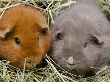 Livmoderbetændelse, Dyrlægevagten