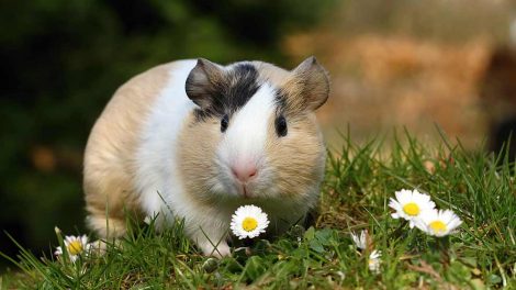 Moderløse unger Gnavere Marsvin