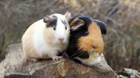 Mælkekirtelbetændelse Gnavere Marsvin