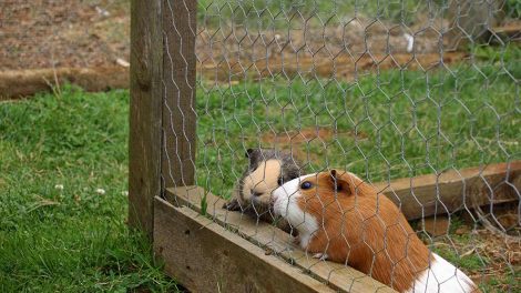 Parasitter i tarmkanalen Gnavere Marsvin