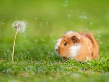 Ringorm, Dyrlægevagten