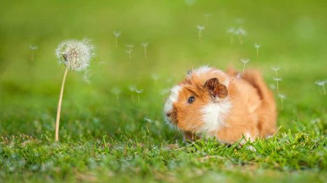 Ringorm Gnavere Marsvin