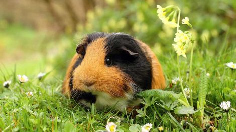 Skab Gnavere Marsvin