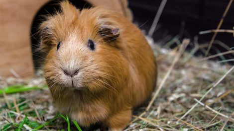 Trommesyge Gnavere Marsvin