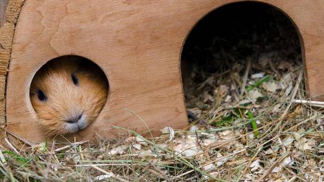 Urinvejslidelser Gnavere Marsvin