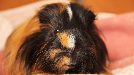 Bylder Gnavere Marsvin