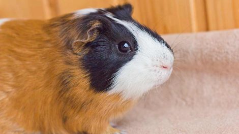 Rengøring og desinfektion Gnavere Marsvin