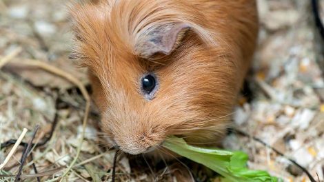 Hudlidelser Gnavere Marsvin