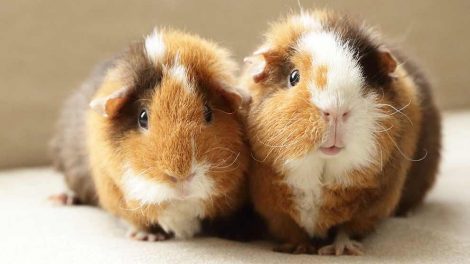 ABC i rigtig pleje Gnavere Marsvin