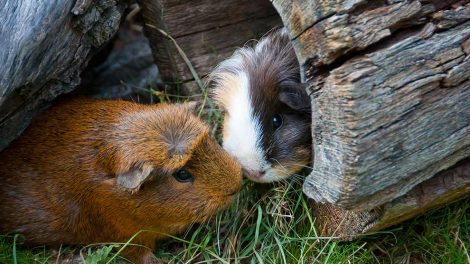 Spyfluer Gnavere Marsvin