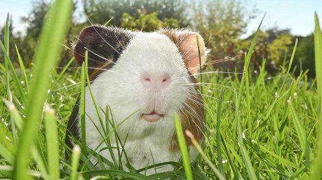 Vitamin C Gnavere Marsvin