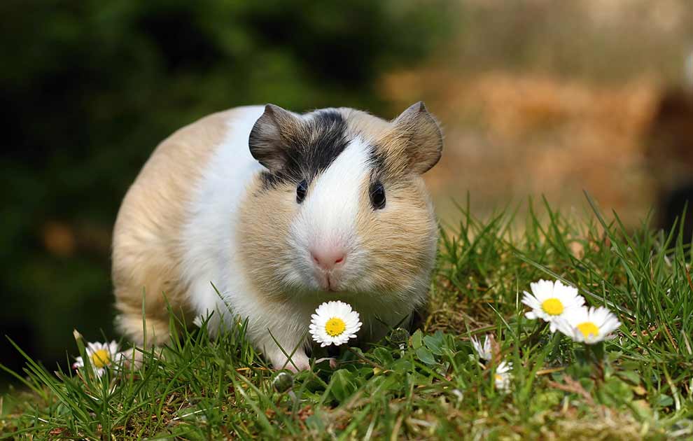 Nyresygdom, Dyrlægevagten