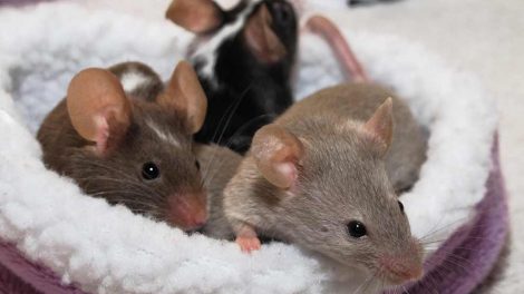 Tandfejl Gnavere Mus