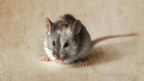 Kannibalisme Gnavere Mus