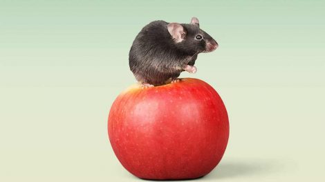 Trommesyge Gnavere Mus