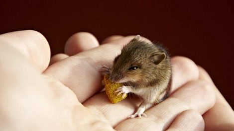 Tyzzer´s Disease Gnavere Mus