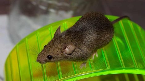 Urinvejslidelser Gnavere Mus