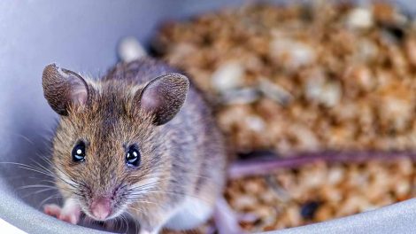 Burindretning Gnavere Mus