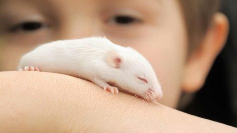 Rengøring og desinfektion Gnavere Mus