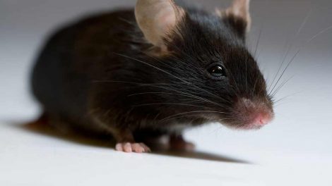 ABC i rigtig pleje Gnavere Mus