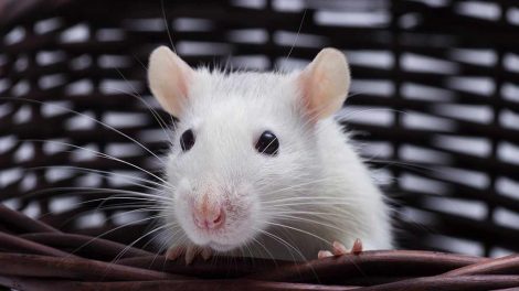 Tandfejl Gnavere Rotter