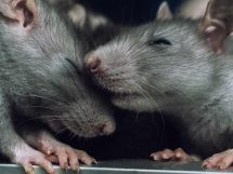 Diarré, Dyrlægevagten