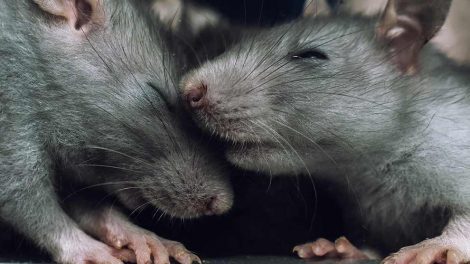 Diarré Gnavere Rotter