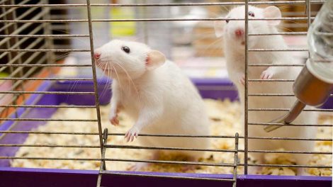 Mælkemangel Gnavere Rotter