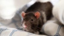 Parasitter i tarmkanalen Gnavere Rotter