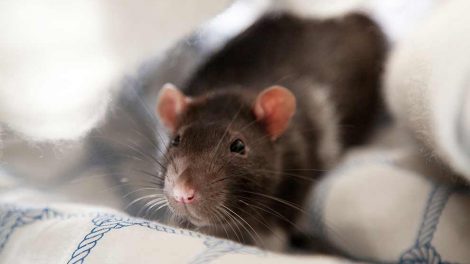 Parasitter i tarmkanalen Gnavere Rotter