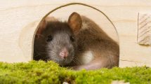 Tyzzer´s Disease Gnavere Rotter