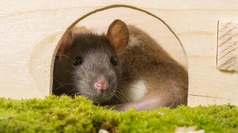 Tyzzer´s Disease Gnavere Rotter