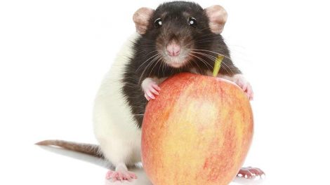 Rengøring og desinfektion Gnavere Rotter